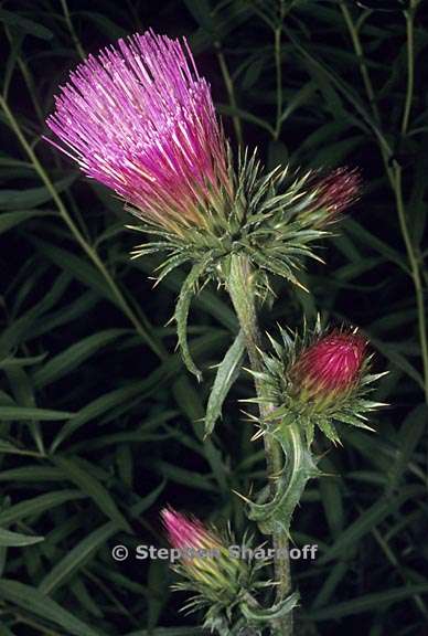 cirsium andersonii 2 graphic